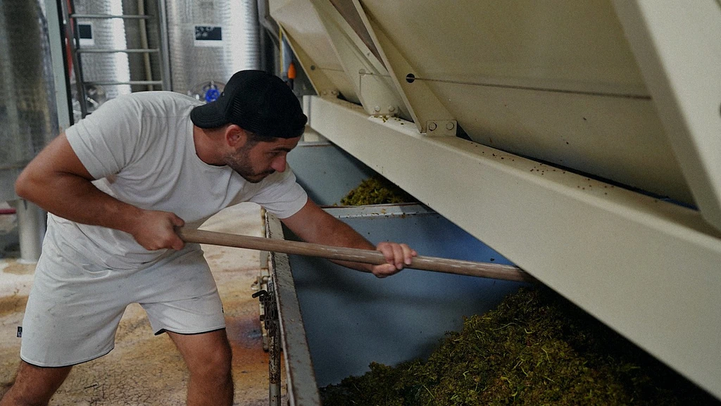Homme poussant des grappes de raisin vers un pressoir dans un chai
